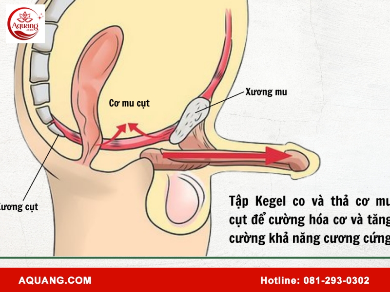 Cơ mu cụt và vai trò của chúng