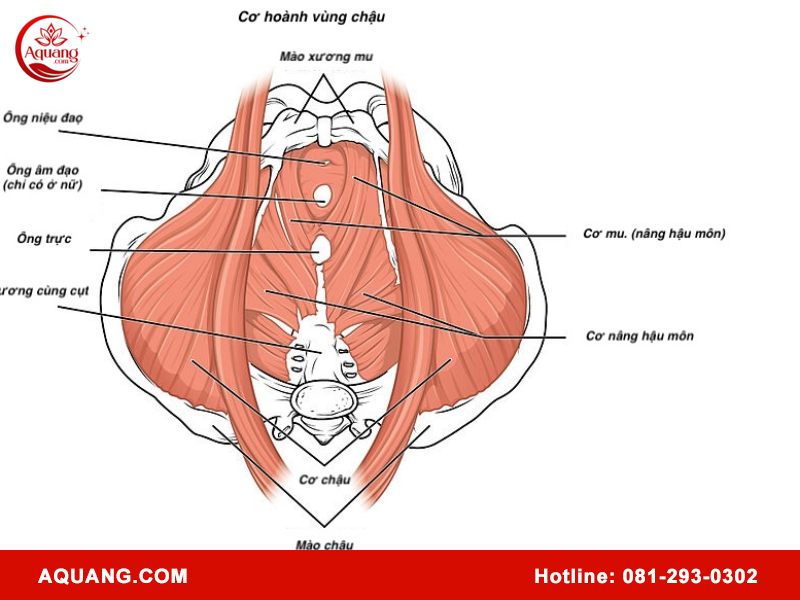 Hướng dẫn cách xác định cơ sàn chậu